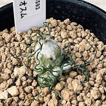 Amazon | 多肉植物：オーニソガラム トルツオスム* | 鉢